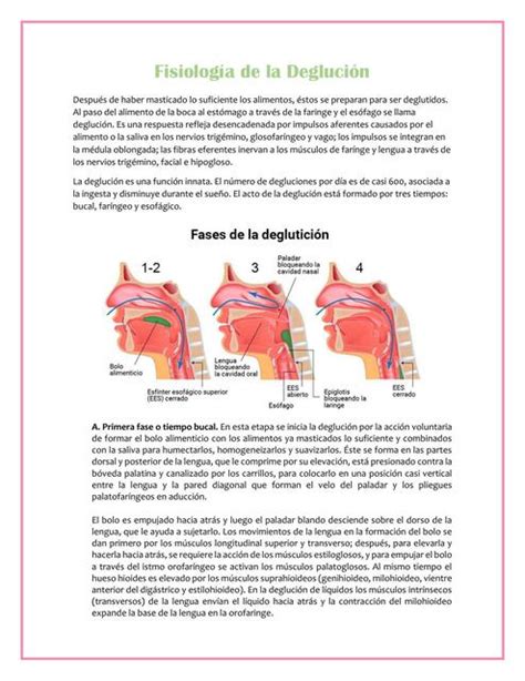 Fisiología de la Deglución | Ximena Rangel | uDocz