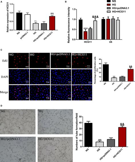 Overexpression Of LncRNA HCG11 Reversed HGinduced Inhibition Of