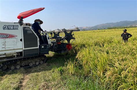 Why Chinese Farmers Choose Perennial Rice L Scmp