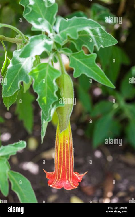 Red Angels Trumpet Flower And Plant Brugmansia Sanguinea Stock Photo