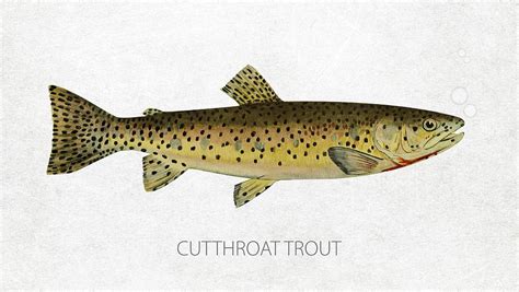 Cutthroat trout Digital Art by Aged Pixel - Fine Art America