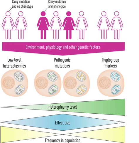 mtDNA variations in human diseases. Rare severe heteroplasmic mtDNA ...