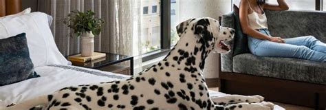 Dog-Friendly Hotels in Savannah, GA – Travel Curator