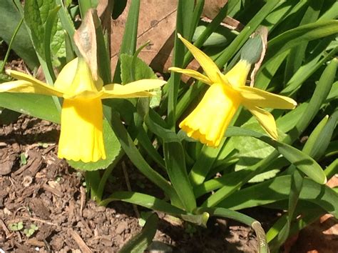 Yellow Blooming Flowers in the Garden
