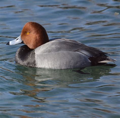 Redhead Ducks Gleam In Rare Winter Sunshine | Natural Crooks Ramblings