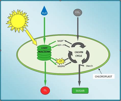 Photosynthesis Diagram - Process of Energy Transformation - Edraw