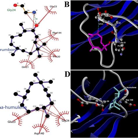 A 2d Interaction Map Of Zerumbone B 3d Interaction Map Of Zerumbone