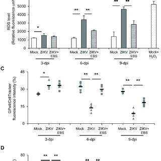 Zikv Infection Increases Testicular Oxidative Stress A Schematic