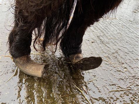 Man Fined €1k After Pony In Pain With Severely Overgrown Hooves