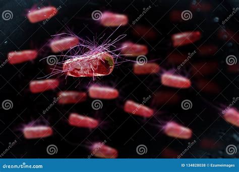 E C Lulas De Las Bacterias De Coli Foto De Archivo Imagen De Ciencia