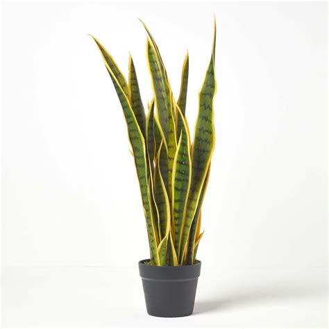 Green And Yellow Snake Plant 74 Cm Tall