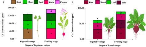 Cobalt Co Uptake By Raphanus Sativus And Brassica Rapa At Different