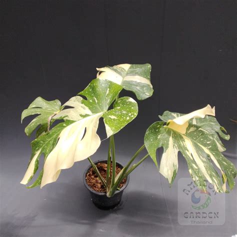 Monstera Thai Constellation – Amazon Garden Thailand