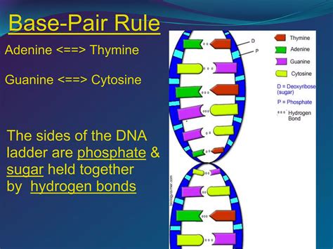 Dna Structure Ppt 1 Ppt