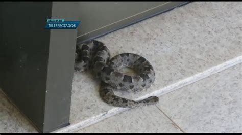 Vídeo Invasão de cobras preocupam moradores de condomínio em Brasília