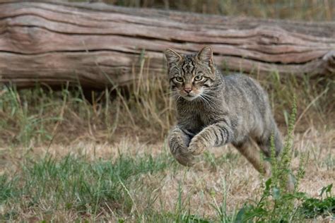 Wildcats Released Into Scottish Highlands in Ongoing Effort to Save ...