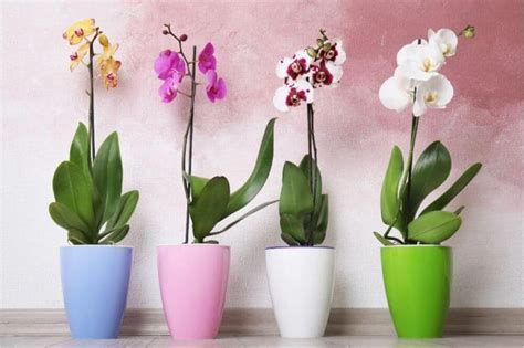 Orchid Types: Complete Guide - Rural Living Today