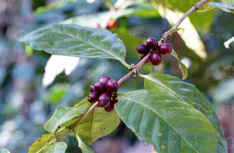 O Cafeeiro Um Arbusto Tropical Tem Folhas Ovais Verde Escuras