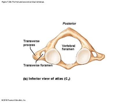 vertebral column general characteristics