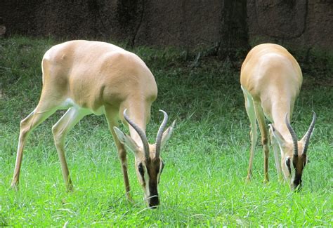 pictures of gazelles 4
