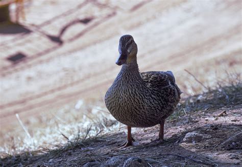 Mallard Duck Bird Free Photo On Pixabay Pixabay