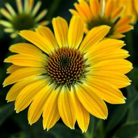 Sombrero® Tres Amigos Coneflower | Plant Addicts