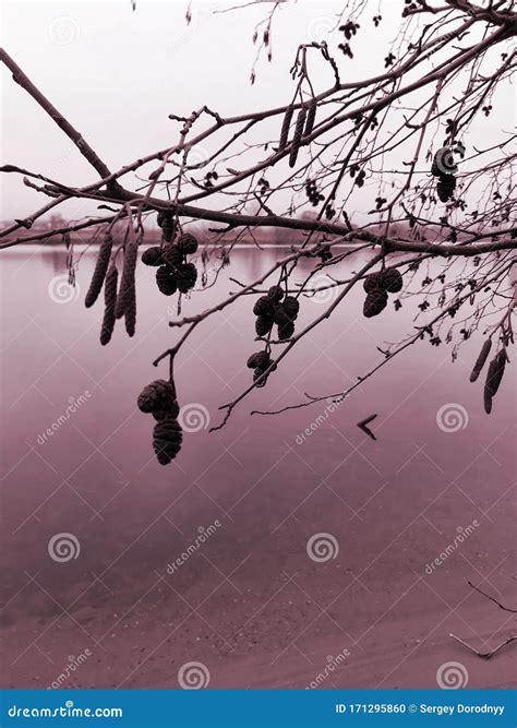 Branches of Alder with Dry Cones Over Autumn River Stock Photo - Image
