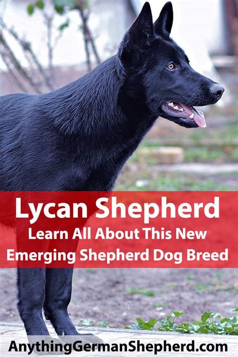 Lycan-Shepherd-p | Anything German Shepherd