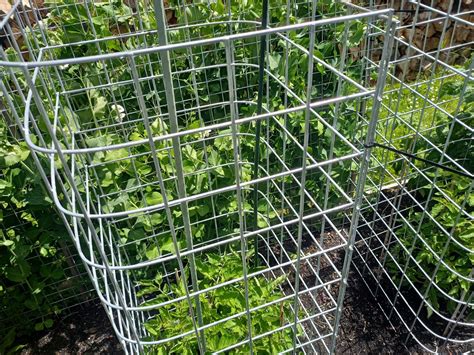 Tomato Cage Idea Dave S Seed