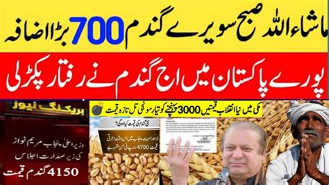 Today Wheat price in punjab گندم کا ریٹ 2024 Gundam rate today