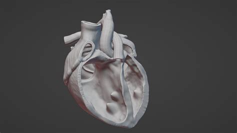 D Stl Model D Anatomical Heart Model D Stl Human Heart Drawing Stl