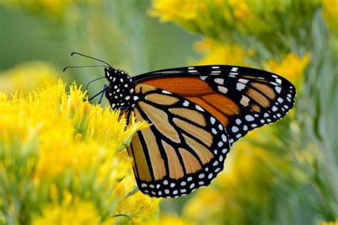 La famosa mariposa Monarca catalogada en peligro de extinción