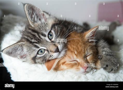 Two Kittens Cuddling Stock Photo Alamy