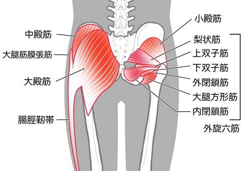 股関節の詰まり感を解消！股関節もハマるお尻の奥の筋肉外旋六筋ストレッチ ヨガジャーナルオンライン