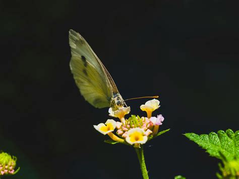 light flower background 5