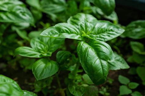 Sweet Basil Herb Garden Seeds, 250+ Heirloom Seeds Per Packet, Non GMO ...