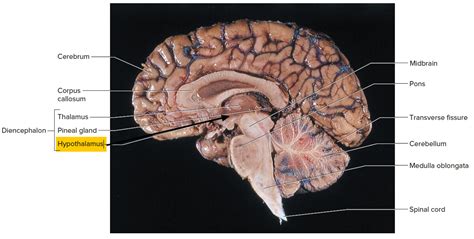 Hypothalamus Functions Hypothalamus Hormones And Disorders