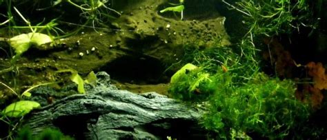 Axolotl Metamorphosis: Why Is It Bad? | Exotic PetQuarters