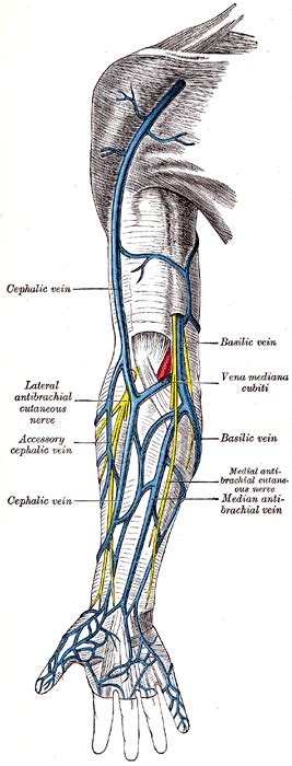 Cephalic vein - Wikipedia