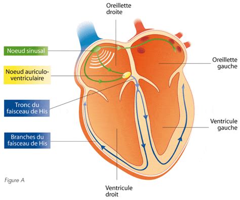 Comprendre Lecg Lectrocardiogramme Un D Fi Os Actusoins Toute