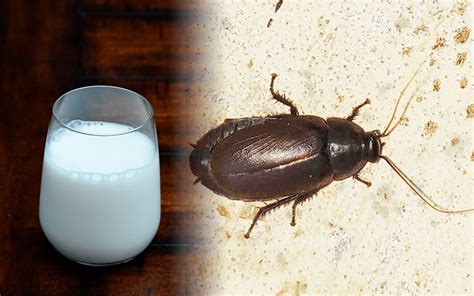 Leche De Cucaracha La Nueva Bebida Nutritiva