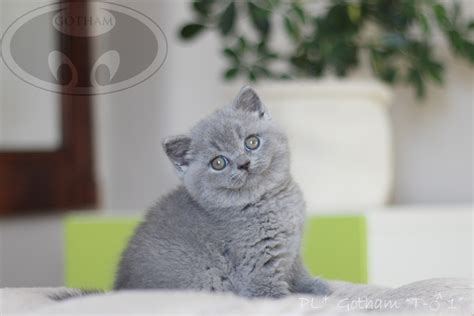 Kot Brytyjski C Gotham Pl British Shorthair Cattery