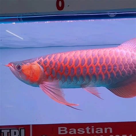 Jual Arowana Super Red Arowana Chili Arowana Merah Bloker 45cm