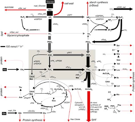 Metabolic Flux Map Of The Entry Osr Reference Line Representative For