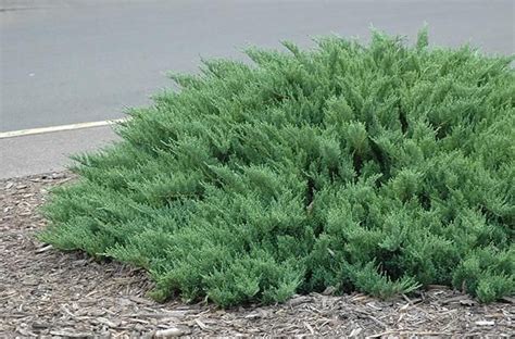 Shore Juniper Juniperus Conferta Evergreen Groundcover Tolerant Of