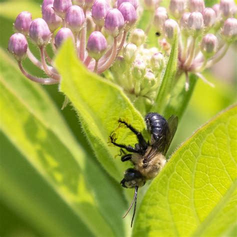 Eastern Thistle Longhorn From Rockland County NY USA On July 29 2019