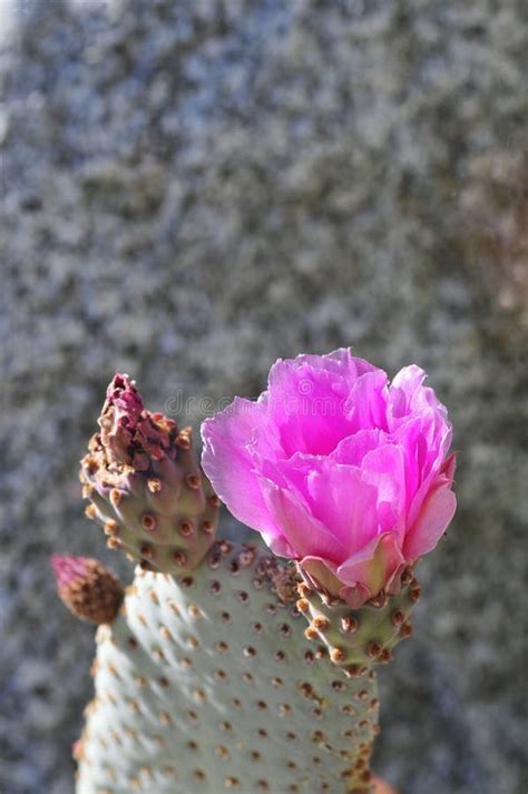 Desert Bloom Series Beavertail Cactus Opuntia Basilaris Stock Photo