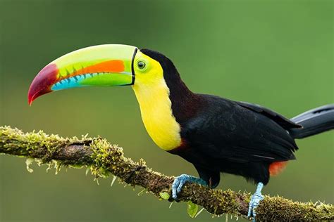 Toucans Discover The Colorful World Of These Amazing Birds