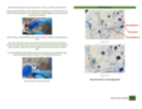 SOLUTION MICROBIOLOGY Identification Of Bread Mold Studypool