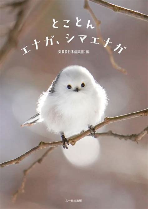 人気急上昇中の小鳥“雪の妖精”シマエナガの特集本発売「もっと好きになる」サブカル系芸能デイリースポーツ Online